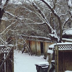 Frozen bare tree during winter