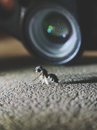 Close-up of insect