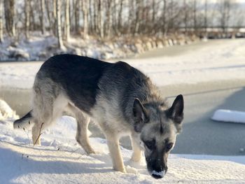 Full length of a dog in snow