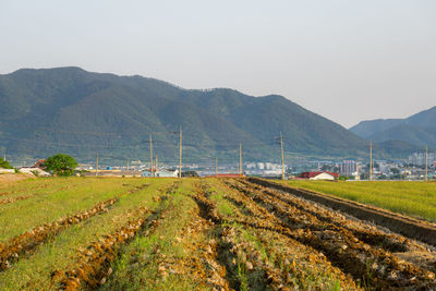 Scenic view of agricultural field against clear sky