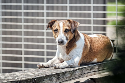 Portrait of dog sitting on wood