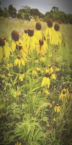 Close-up of yellow flowering plants on field