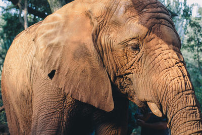 Close-up of elephant in forest