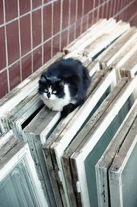 High angle portrait of cat on wooden floor