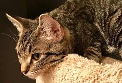 Close-up of cat against black background