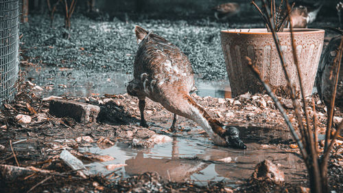 View of birds drinking water from lake