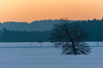 Trees against sky during winter