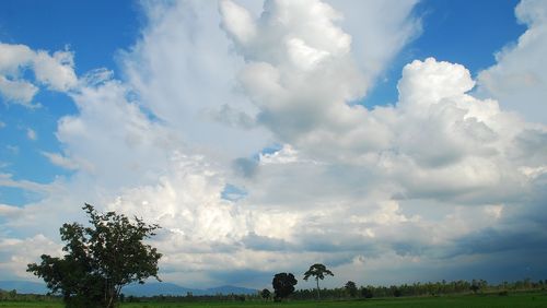 Panoramic view of trees on field against sky