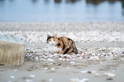 Portrait of a cat on sand