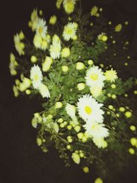 Close-up of yellow flowers blooming outdoors