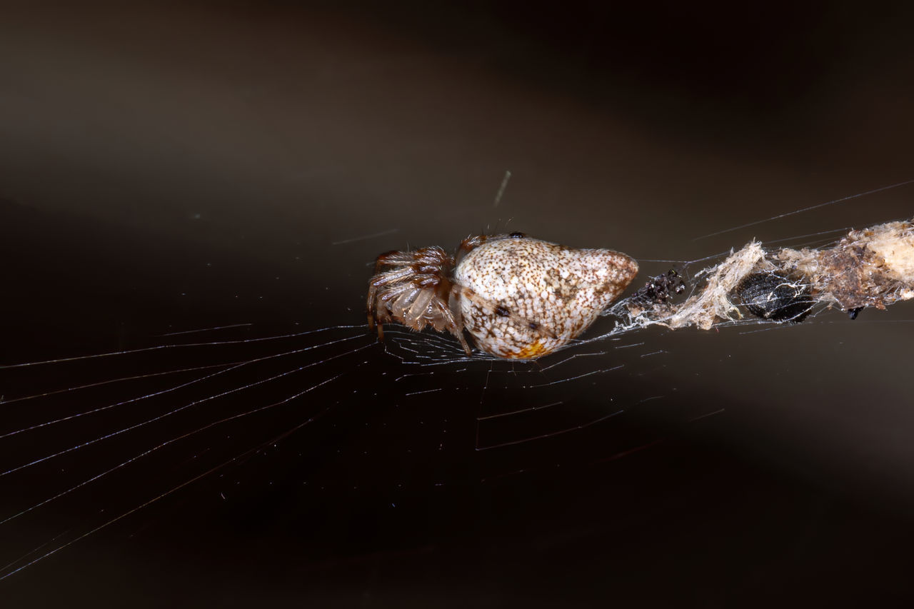 CLOSE-UP OF SPIDER WEB