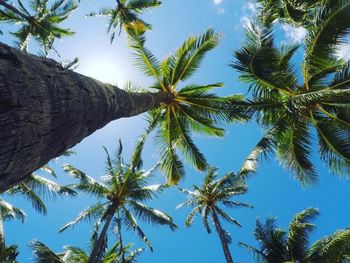 Low angle view of palm trees against clear blue sky