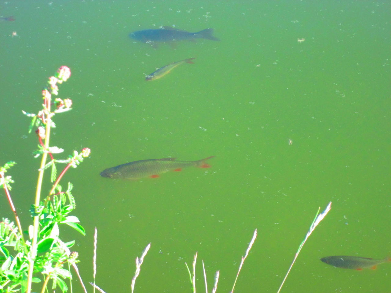 HIGH ANGLE VIEW OF FISHES SWIMMING IN SEA