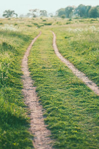 Surface level of road along plants