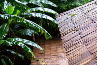 Low angle view of plants