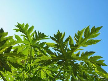 Close-up of plant against clear sky