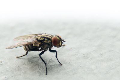 Close-up of fly