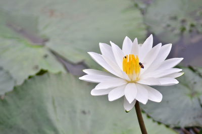 Close-up of white flower