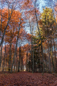 Trees in forest during autumn