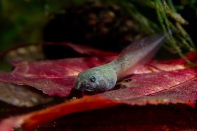 Close-up of lizard