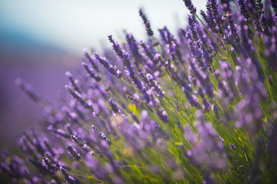 Close-up of purple flowering plants on field