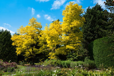 Yellow flowering plants by trees against sky