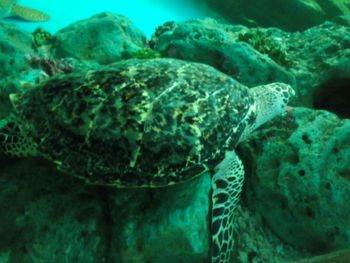 Close-up of turtle in sea