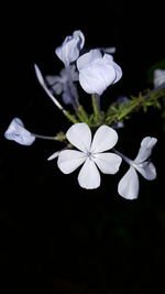 Close-up of white flowers blooming against black background