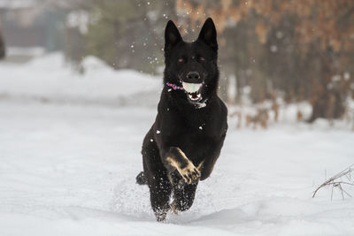 German shepherd jumping over snow covered field