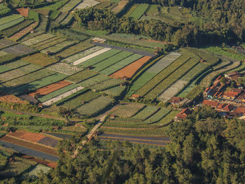 High angle view of agricultural field