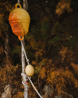 Close-up of mushroom growing on tree