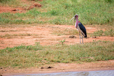 Bird perching on a field