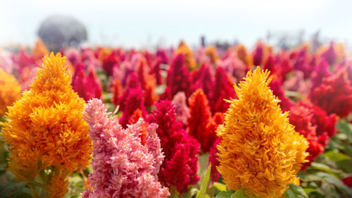 Close-up of multi colored flowering plant
