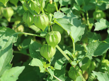 Close-up of berries growing on plant