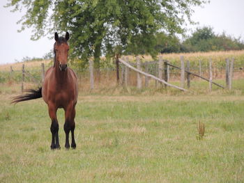 Horse standing in ranch