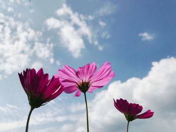 Low angle view of pink cosmos flower against sky