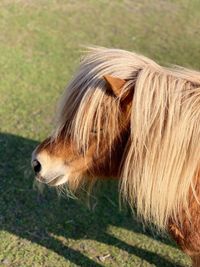 Close-up of a dog