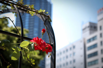 Close-up of red flowers blooming in city