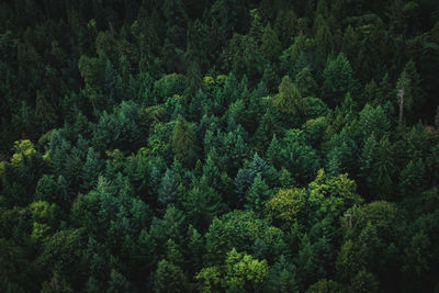 High angle view of pine trees in forest