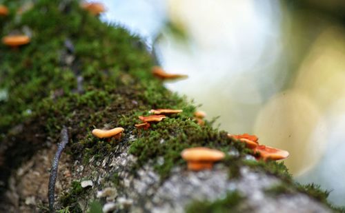 Close-up of moss growing on plant