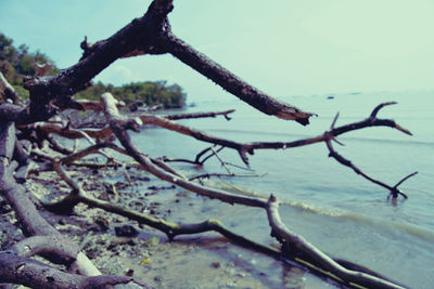 Close-up of bare tree