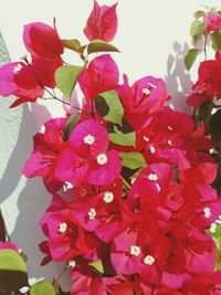 Close-up of pink bougainvillea blooming against sky