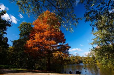 Trees by lake against sky during autumn