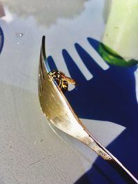 High angle view of insect on table