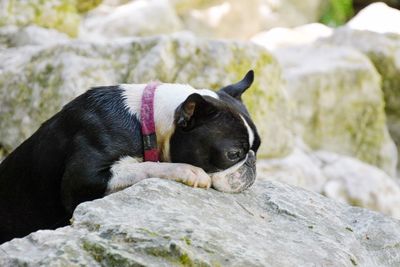 Close-up of dog sitting on rock