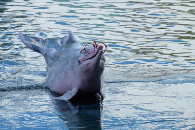 View of horse in sea