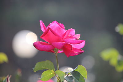 Close-up of pink rose