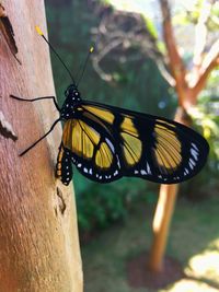 Close-up of butterfly perching on leaf