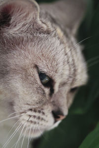 Close-up portrait of cat