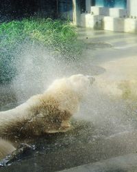 Water splashing in a city